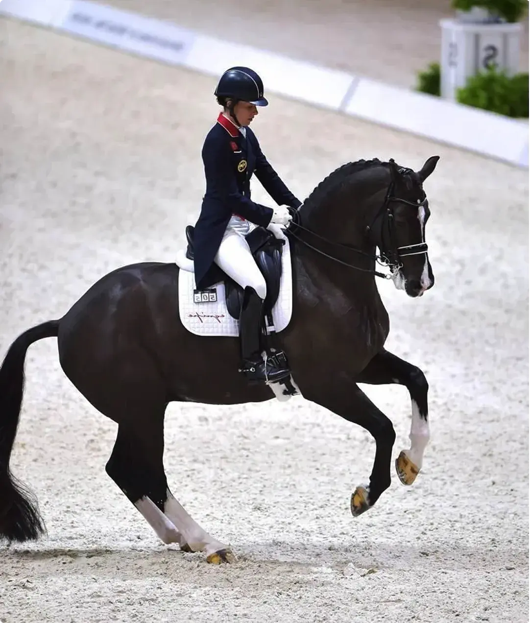 Dressage Program