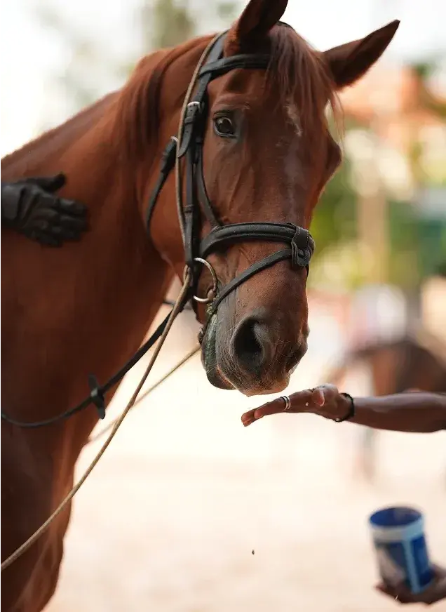 Vedette Van Splabeek Z